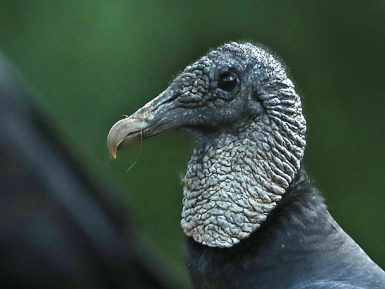 Black Vulture