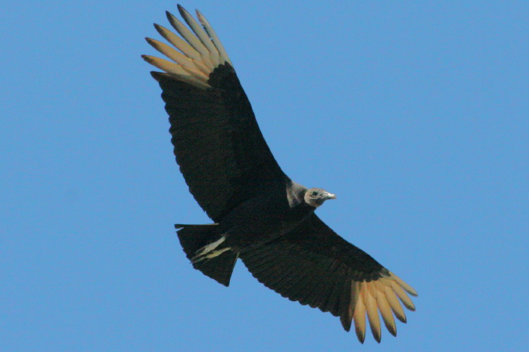Black Vulture