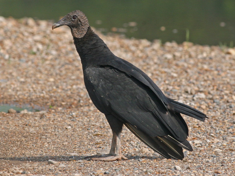Black Vulture