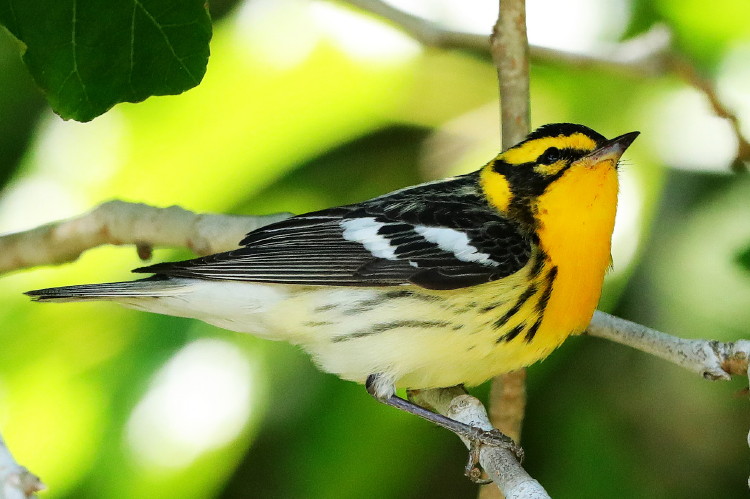 Blackburnian Warbler