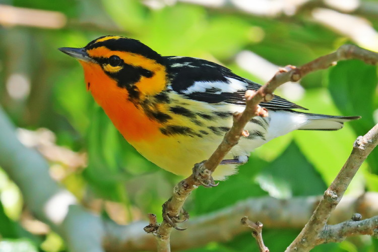 Blackburnian Warbler