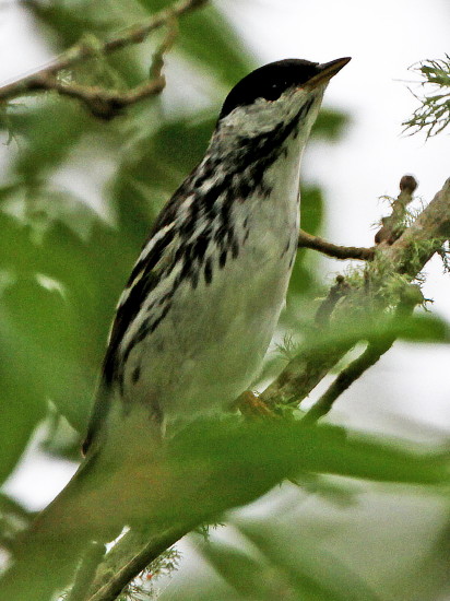 Blackpole Warbler