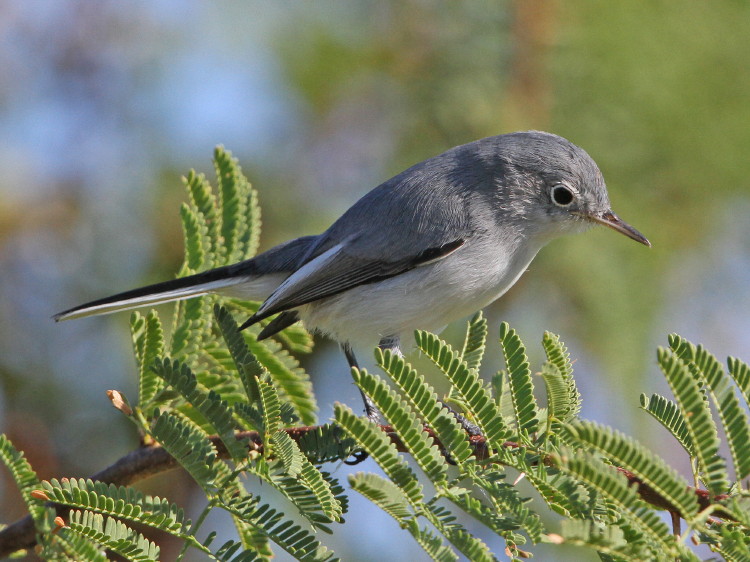Blue-gray Gnatcatcher