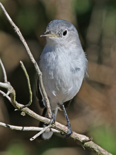 Blue-gray Gnatcatcher