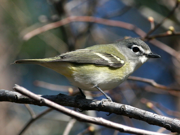 Blue-headed Vireo