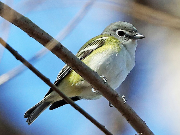 Blue-headed Vireo
