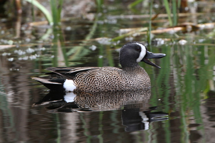 Blue-winged Teal