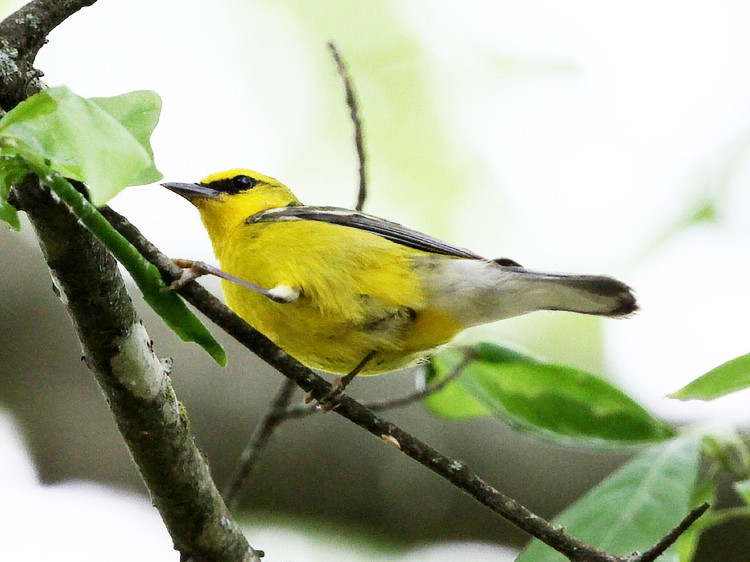 Blue-winged Warbler