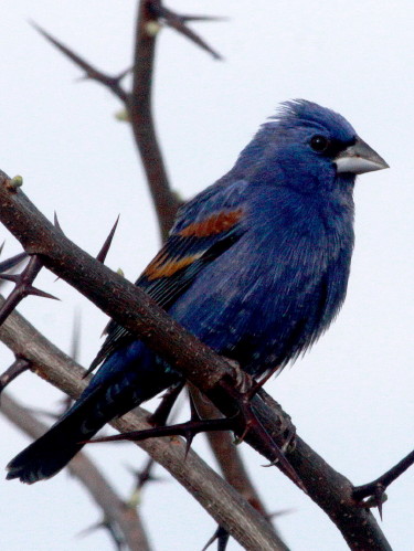Blue Grosbeak