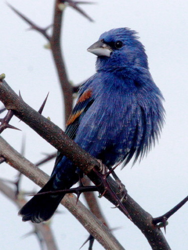 Blue Grosbeak