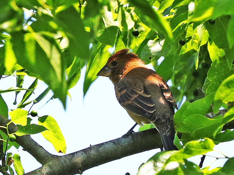 Blue Grossbeak