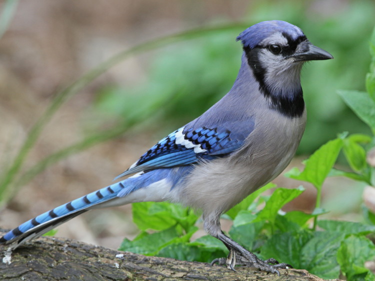 Blue Jay