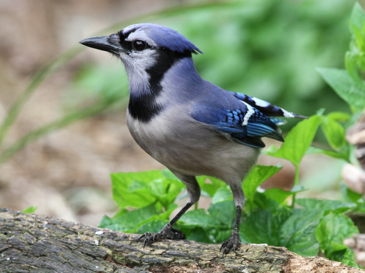 Blue Jay