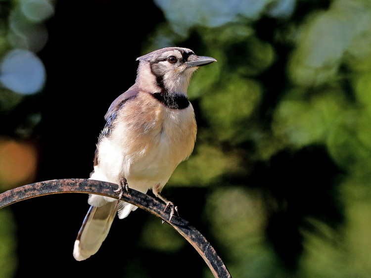Blue Jay