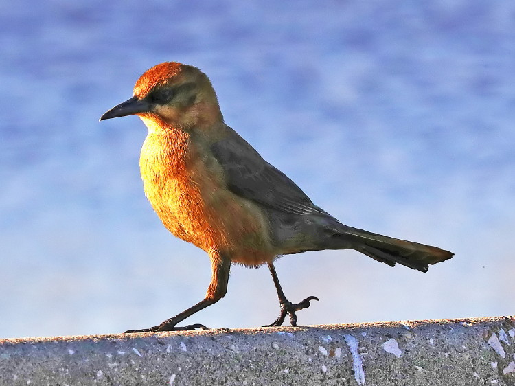 Boat-tailed Grackle