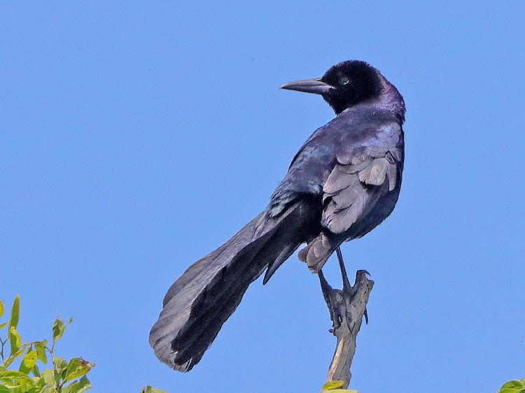 Boat-tailed Grackle