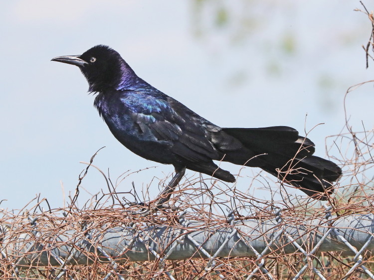 Boat-tailed Grackle