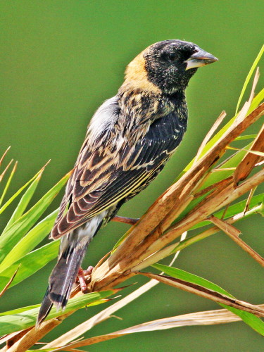 Bobolink