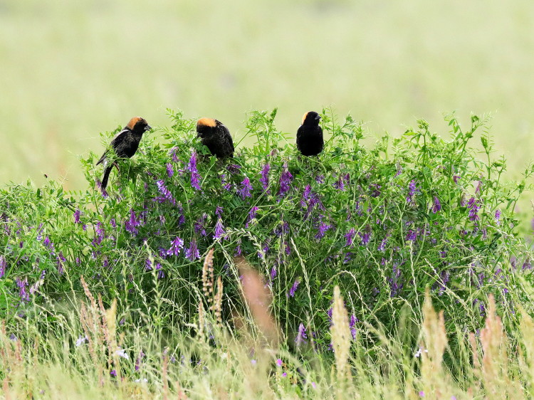 Bobolink