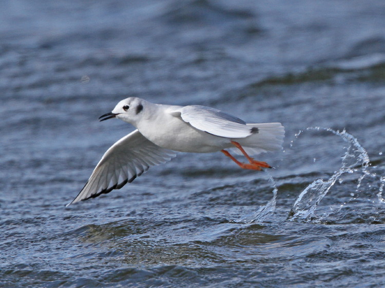 Bonaparte's Gull