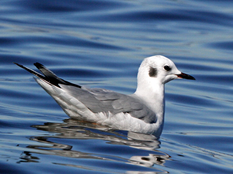 Bpneparte's Gull