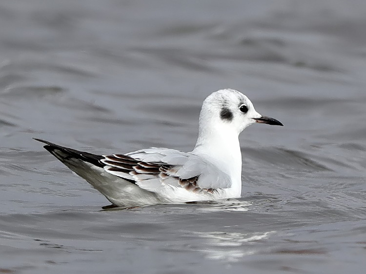 Bonaparte's Gull
