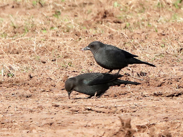 Brewer's Blackbird