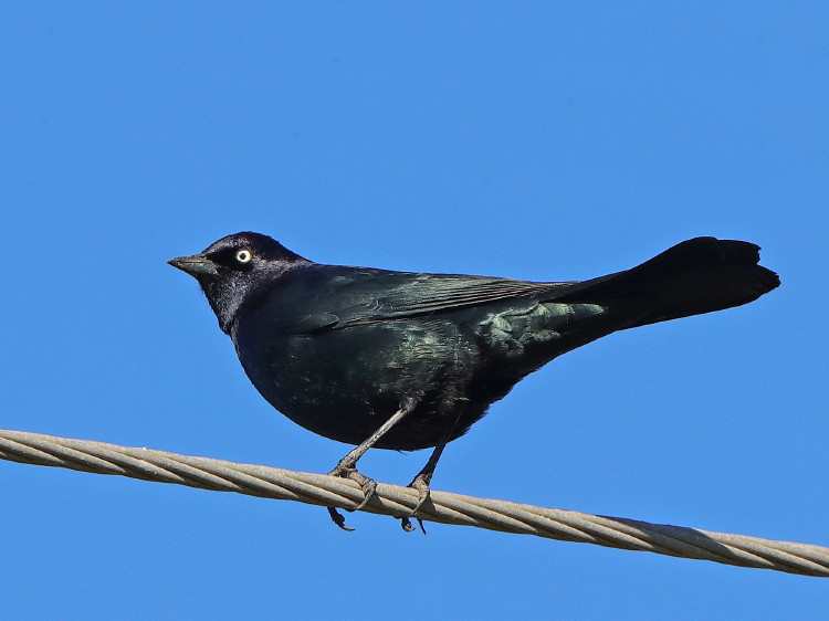 Brewer's Blackbird