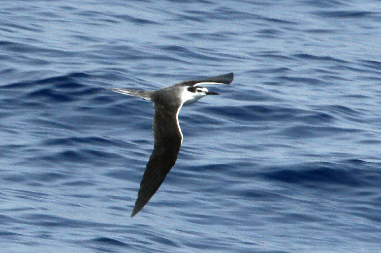 Bridled Tern