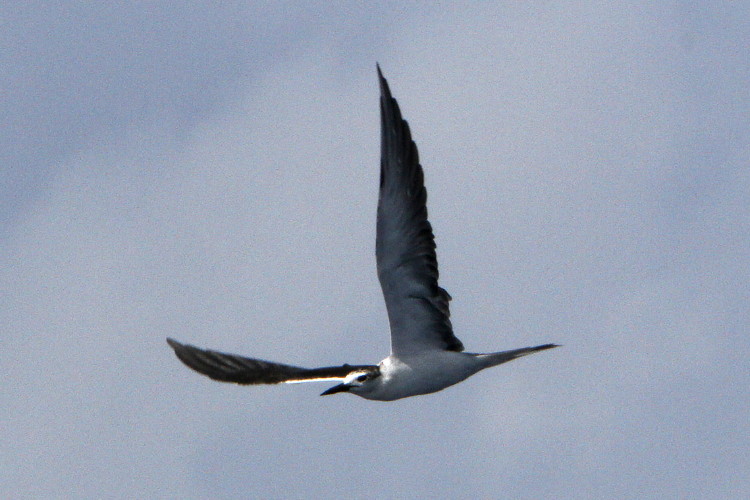 Bridled Tern