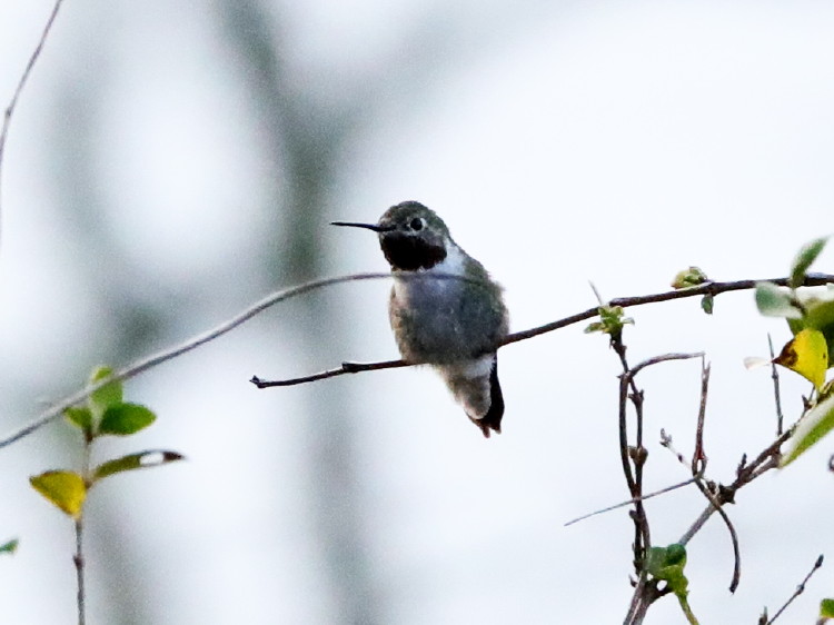 Broad-tailed Hummingbird