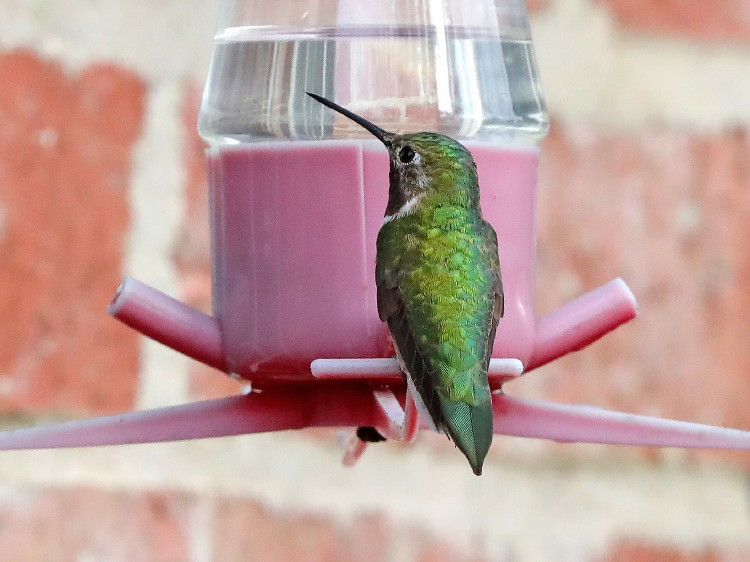 Broad-tailed Hummingbird
