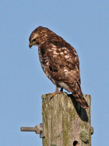 Broad-winged Hawk