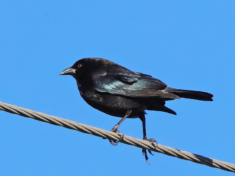 Bronzed Cowbird