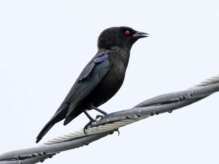 Bronzed Cowbird