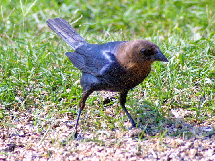 Brown-headed Cowbird
