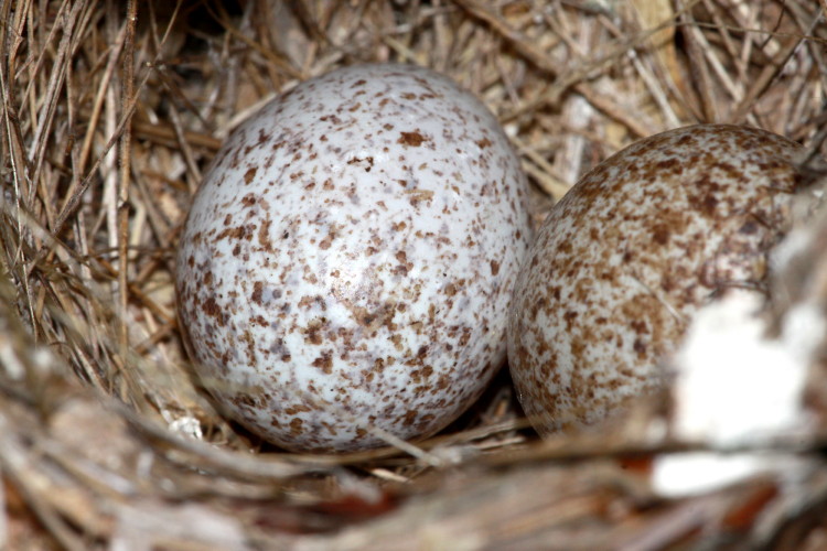 Brown-headed Cowbird Egg