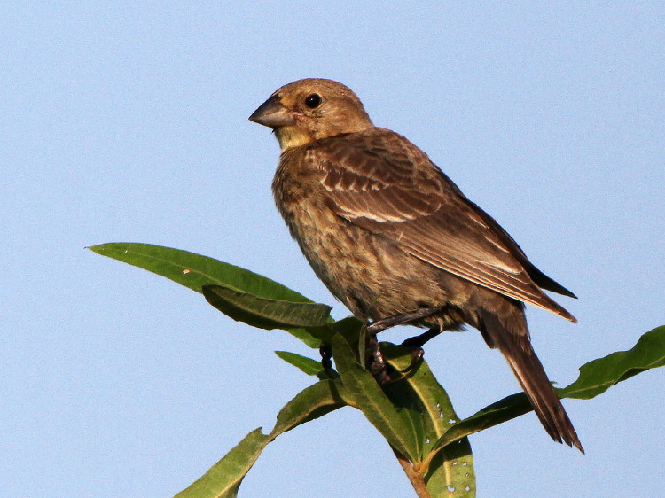 Brown-headed Cowbird