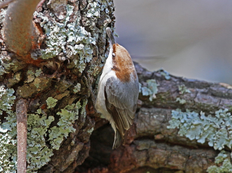 Brown-headed Nuthatch
