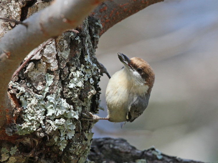 Brown-Headed Nuthatch