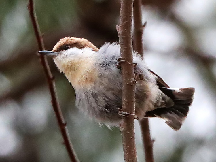 Brown-headed Nuthatch