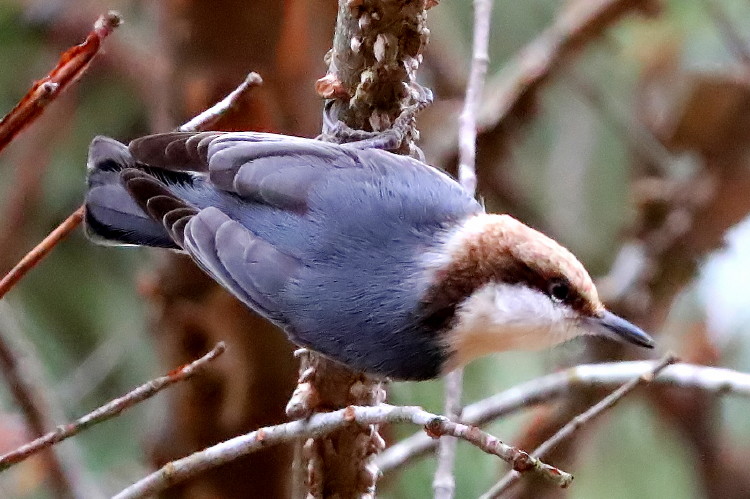 Brown-headed Nuthatch