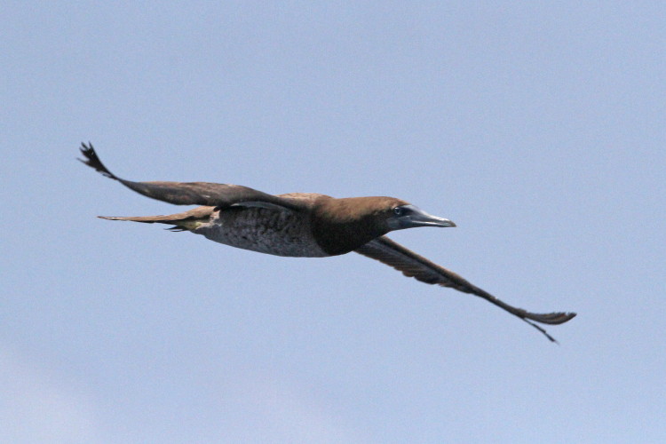 Brown Booby