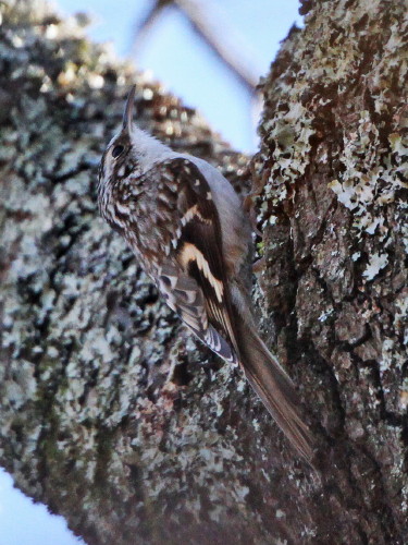 Brown Creeper