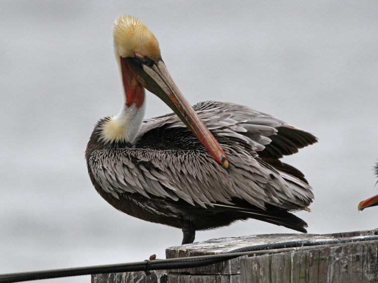 Brown Pelican
