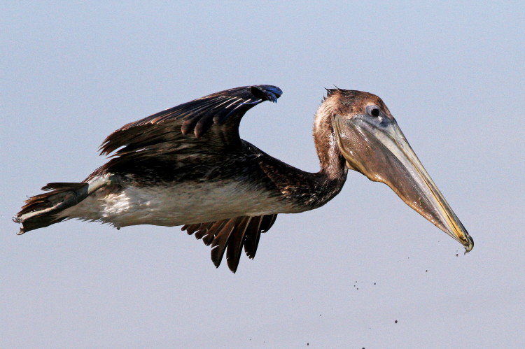 Brown Pelican