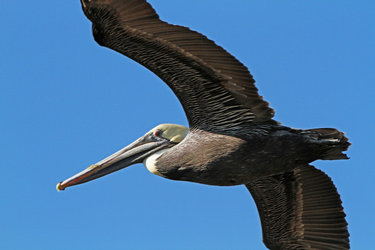 Brown Pelican