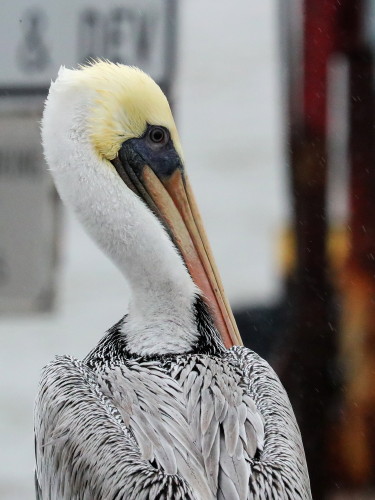 Brown Pelican
