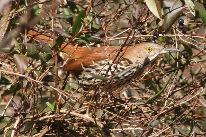 Brown Thrasher