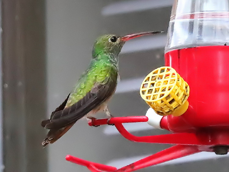 Buff-bellied Hummingbird